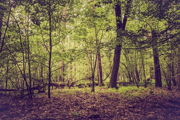 Vintage photo of summer or autumnal forest — Stock Photo, Image