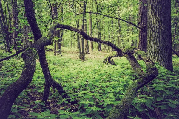 Foto vintage de bosque de verano u otoño —  Fotos de Stock