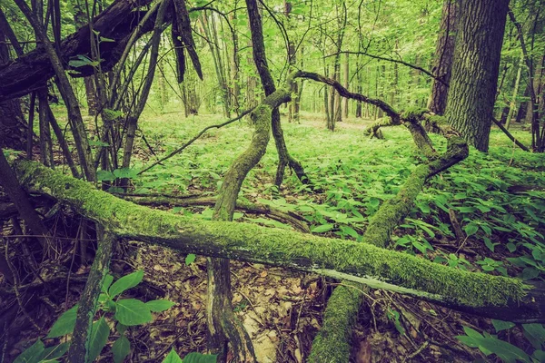 Vintage photo of summer or autumnal forest — Stock Photo, Image