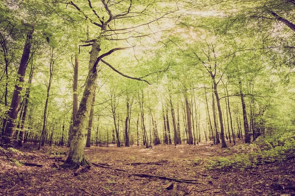 Foto vintage di estate o foresta autunnale — Foto Stock