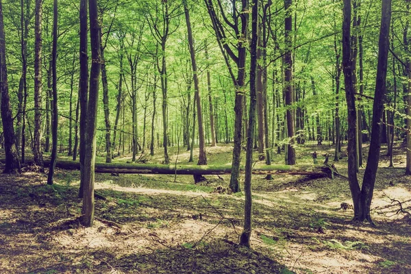 Foto vintage de verão ou floresta outonal — Fotografia de Stock