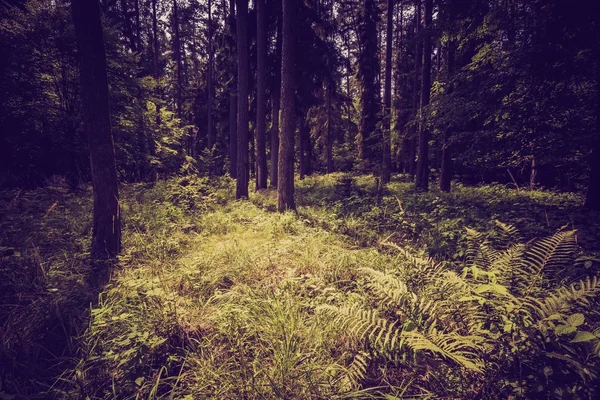 Vintage foto's voor de zomer of herfst bos — Stockfoto