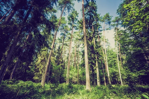 Vintage-Foto von Sommer oder Herbst Wald — Stockfoto