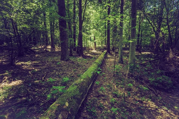 Ročník fotografické letní nebo podzimní les — Stock fotografie