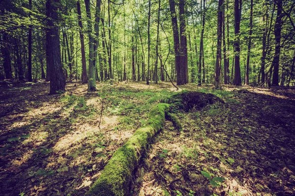 Vintage photo of summer or autumnal forest — Stock Photo, Image