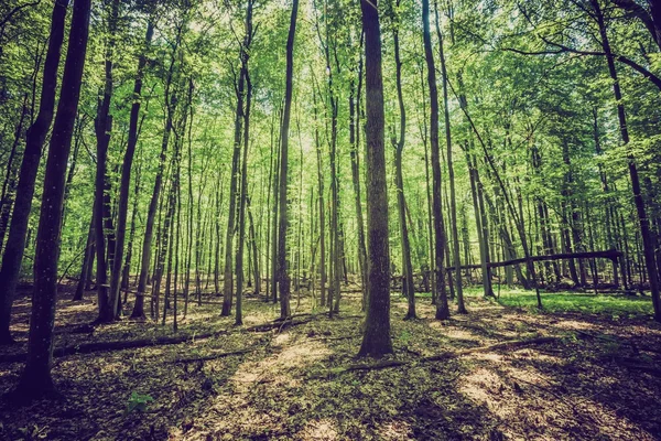 Vintage photo of summer or autumnal forest — Stock Photo, Image