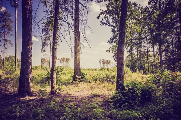 Vintage-Foto von Sommer oder Herbst Wald — Stockfoto