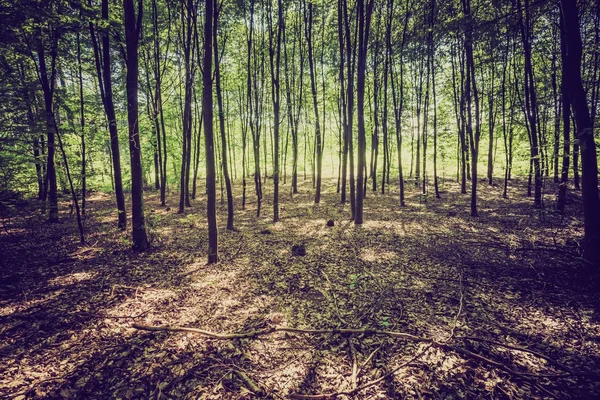 Foto vintage de verão ou floresta outonal — Fotografia de Stock