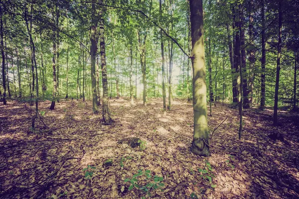 Foto vintage de bosque de verano u otoño —  Fotos de Stock