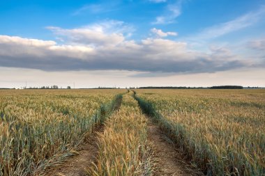 Yaz aylarında Mısır gevreği alanın üzerinde günbatımı 