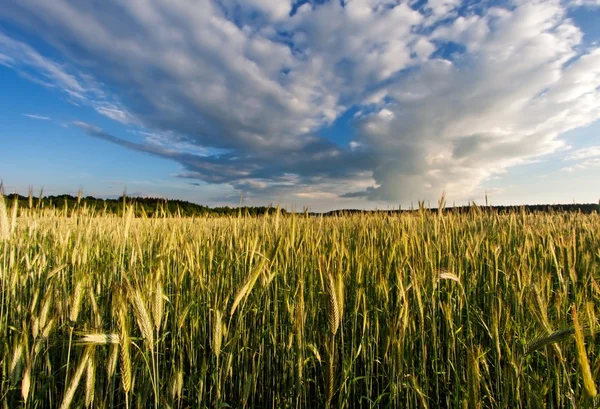 Pôr do sol sobre o campo de cereais no verão — Fotografia de Stock