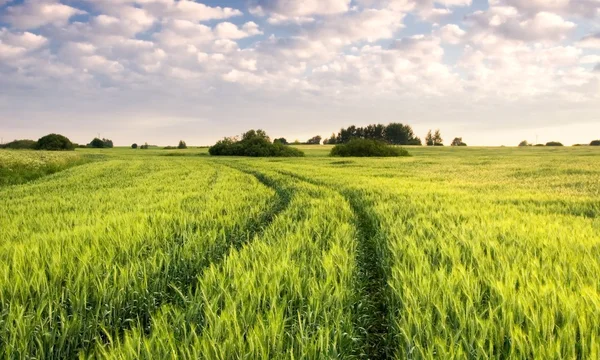 Pôr do sol sobre o campo de cereais no verão — Fotografia de Stock