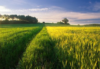 Yaz aylarında Mısır gevreği alanın üzerinde günbatımı 
