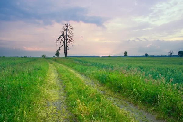 Solnedgång över spannmål fältet i sommar — Stockfoto