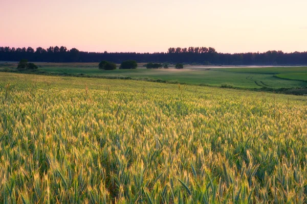 Zonsondergang over granen veld in de zomer — Stockfoto