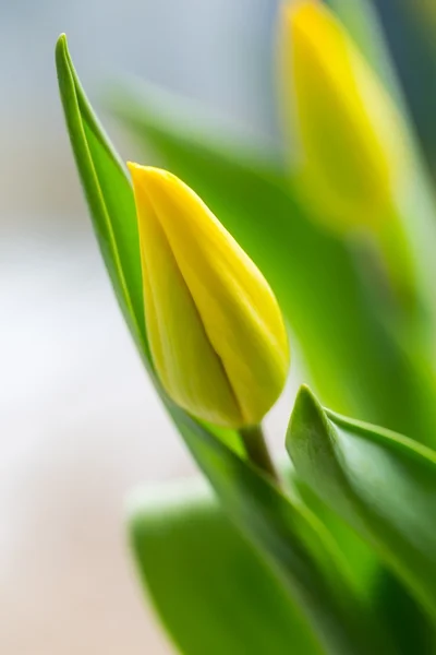 Tulipes jaunes Fermer — Photo