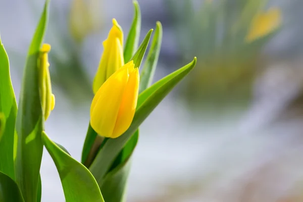 Tulipes jaunes Fermer — Photo