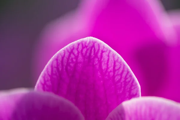 Όμορφα ροζ λουλούδια ορχιδέας — Φωτογραφία Αρχείου