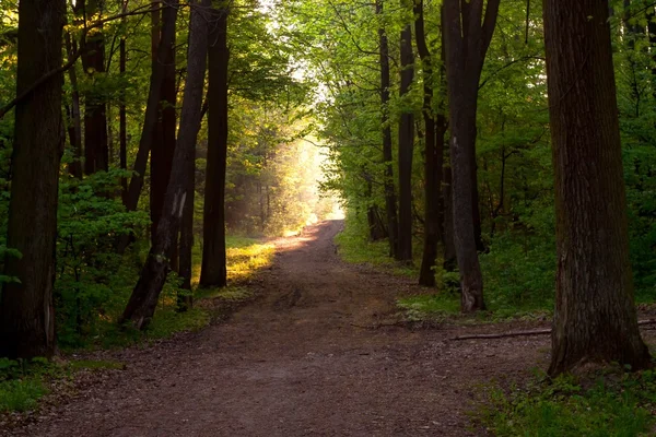 Path in forest — Stock Photo, Image