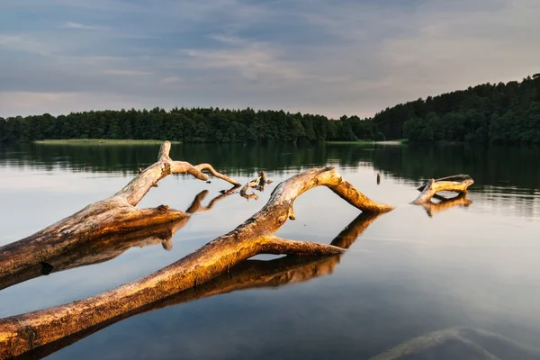 Jezioro krajobraz z martwych drzew — Zdjęcie stockowe