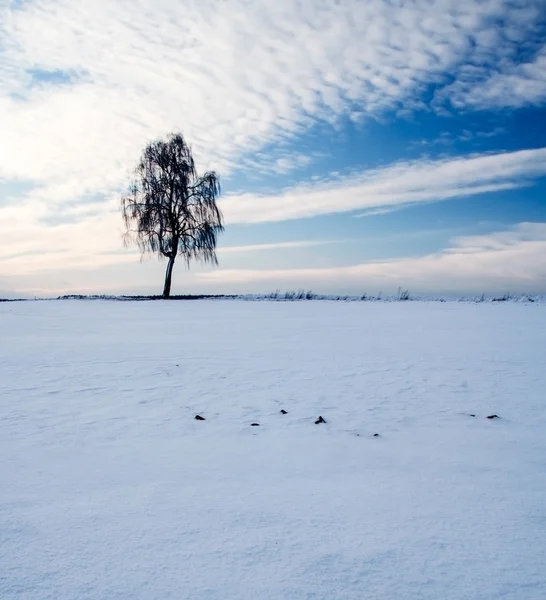 Paisagem de campo de inverno ao pôr do sol — Fotografia de Stock