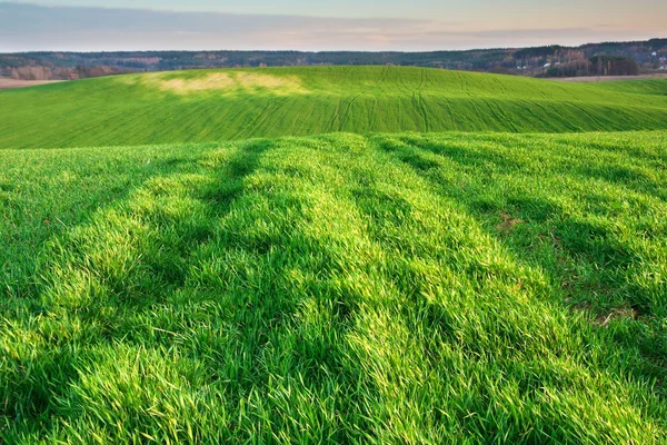 Campo jovem verde — Fotografia de Stock