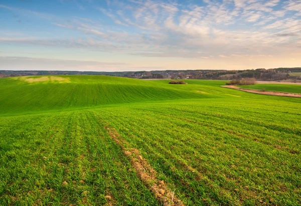 Green young field — Stock Photo, Image