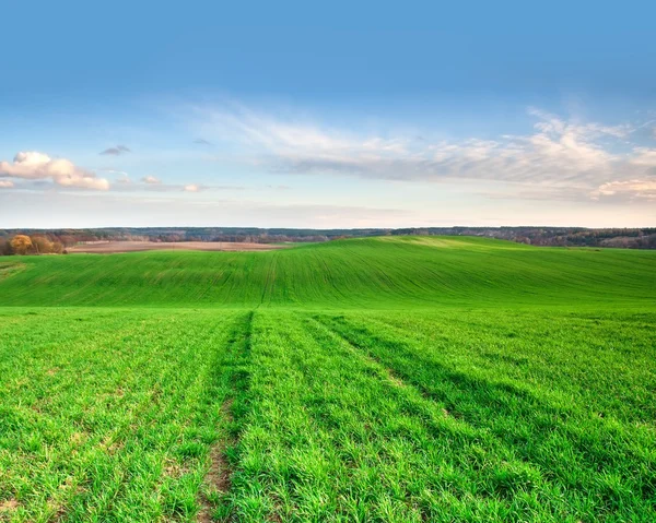 Groene jonge veld — Stockfoto