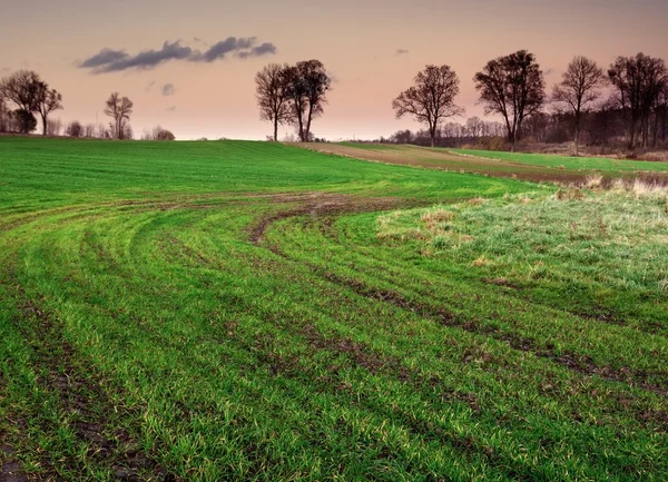 Junges grünes Feld — Stockfoto