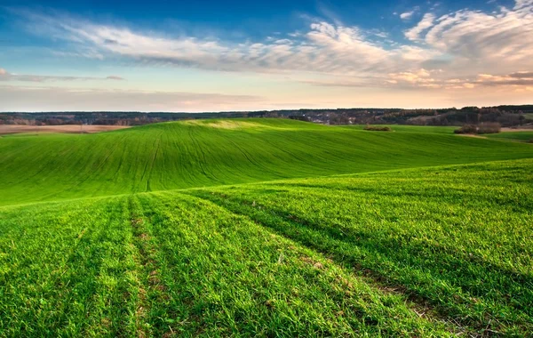 Zielone pole młodych — Zdjęcie stockowe