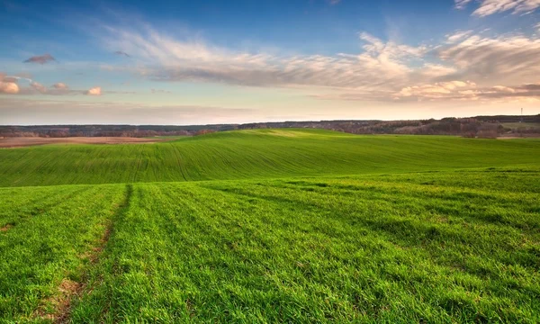 Junges grünes Feld — Stockfoto