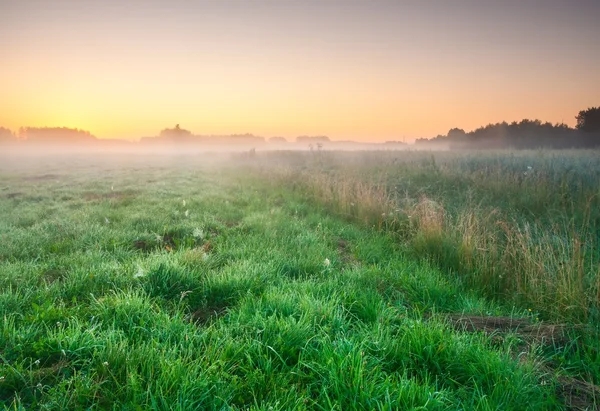 Nebliger Wiesenaufgang — Stockfoto