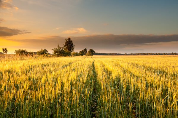 Sunset over grain field