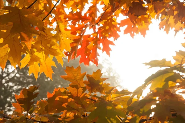 Autumn red oak leaves — Stock Photo, Image