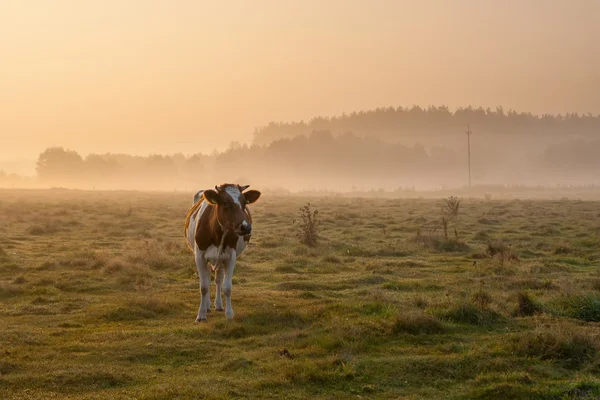 Cows on misty pasture at sunrise — Stock Photo, Image