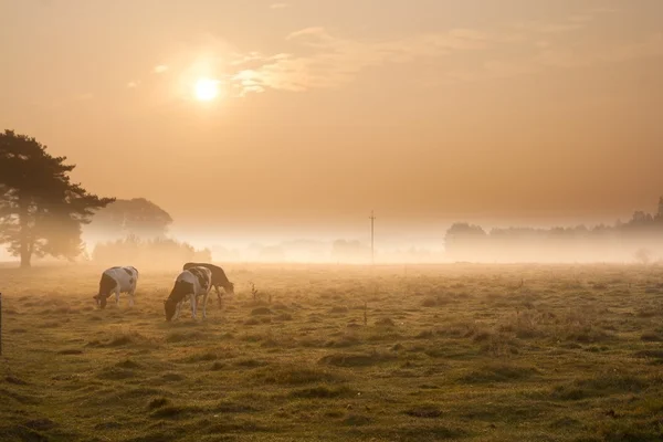 Cows on misty pasture at sunrise — Stock Photo, Image