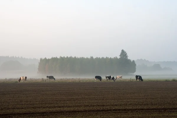 Αγελάδες σε θολό τοπίο βοσκότοπους με την Ανατολή — Φωτογραφία Αρχείου