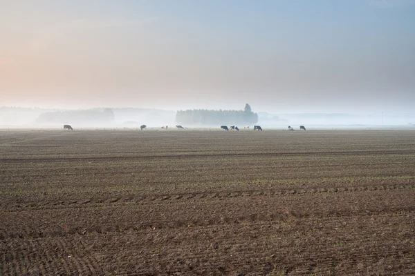 Krávy na zamlžené louky při východu slunce — Stock fotografie