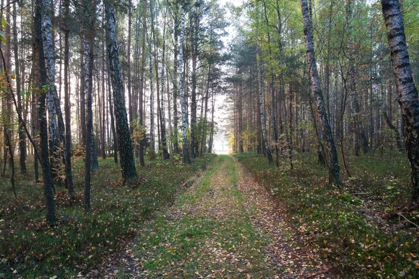 Путь в лес — стоковое фото