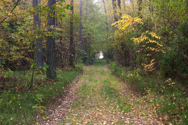 Ormanda yol — Stok fotoğraf