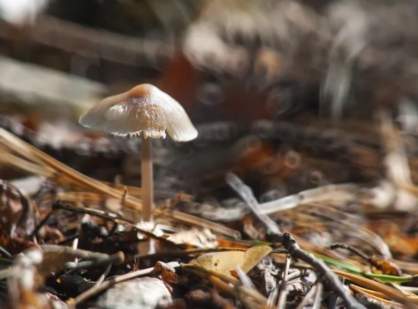 Small toadstools — Stock Photo, Image