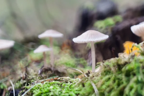 Small toadstools — Stock Photo, Image