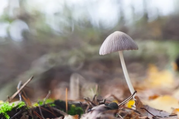 Small toadstools — Stock Photo, Image