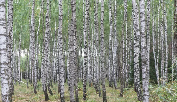 Forêt de bouleaux — Photo