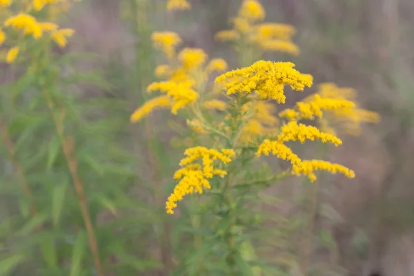 Flores de vara de oro — Foto de Stock