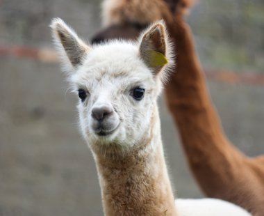 alpaka