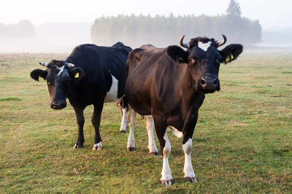 Koeien op de mistige weide bij zonsopgang — Stockfoto