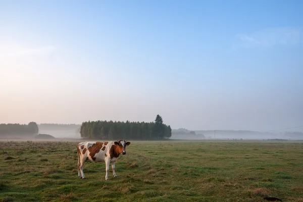 Cows on misty pasture at sunrise — Stock Photo, Image