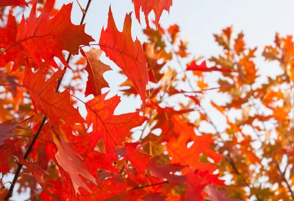 Autumn red oak leaves — Stock Photo, Image
