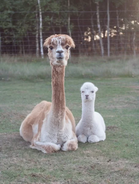 Alpaca — Fotografia de Stock